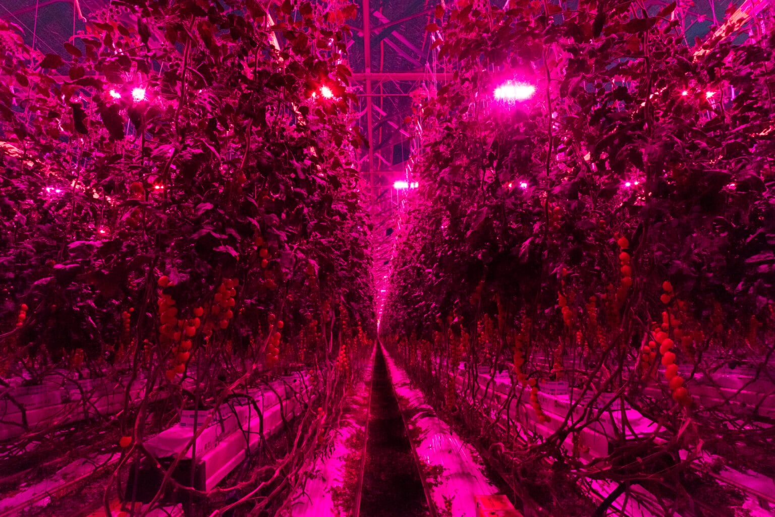 Redefine Grow Light | Dutch Lighting Innovations