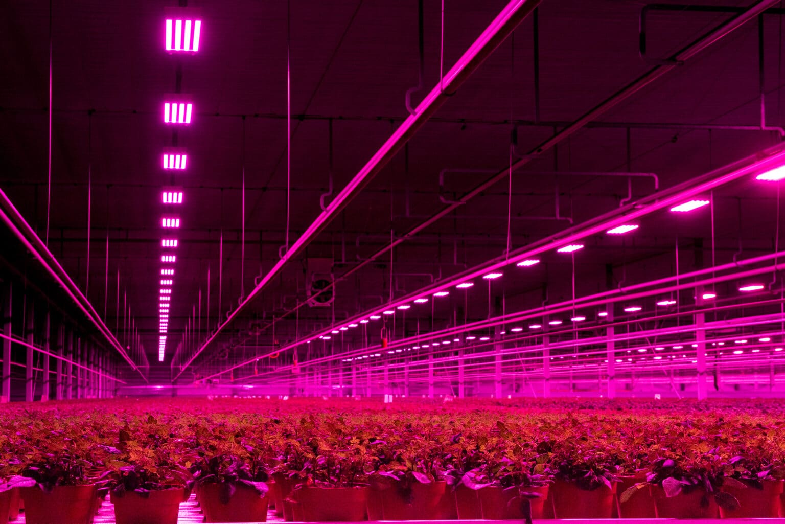 Redefine Grow Light | Dutch Lighting Innovations