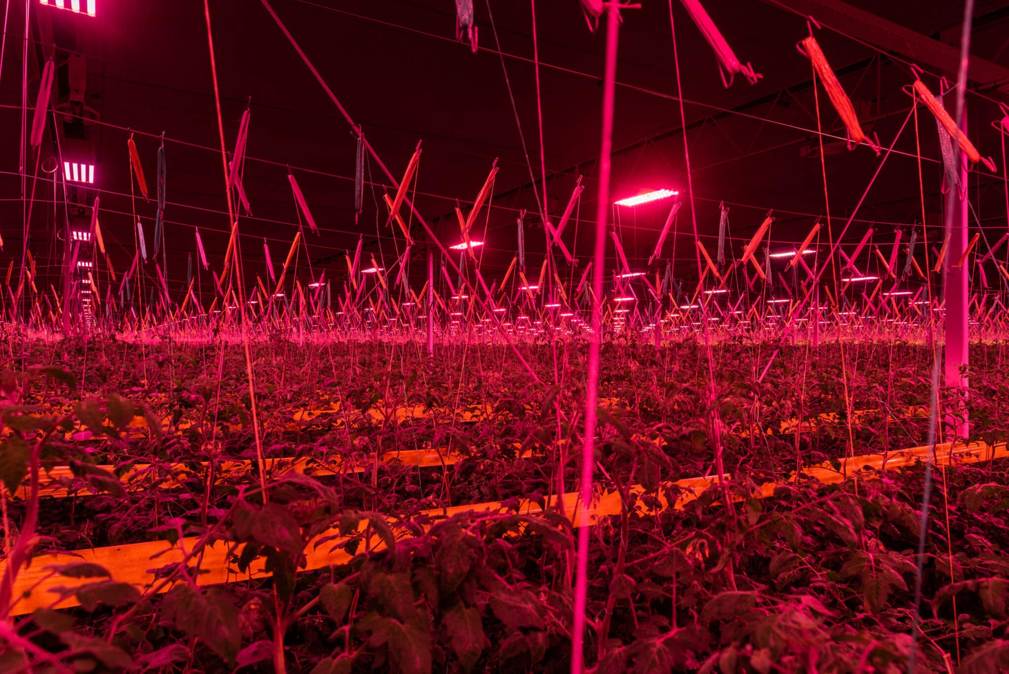 Redefine Grow Light | Dutch Lighting Innovations