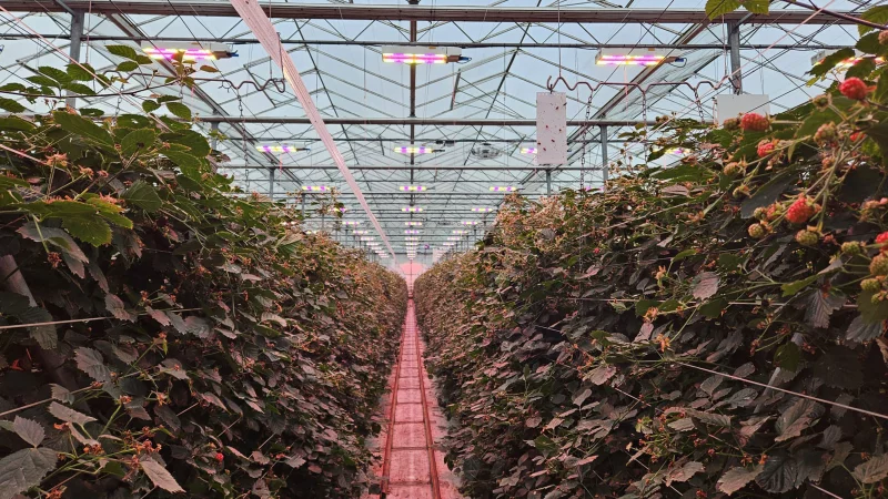 Bosch-Growers_02
