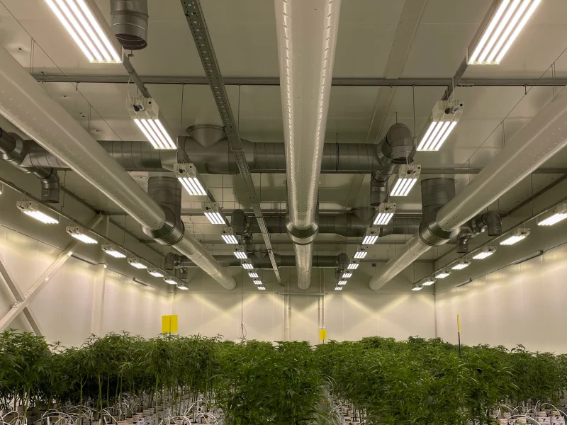 DLI-ZENITH2-indoor_grow