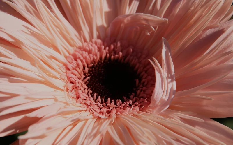 DLI_home_header_flower