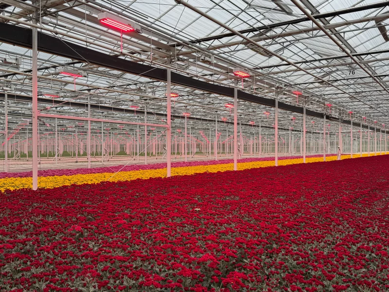 Diamond-flowers_01