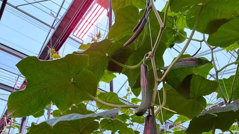 Drenthe_growers_03
