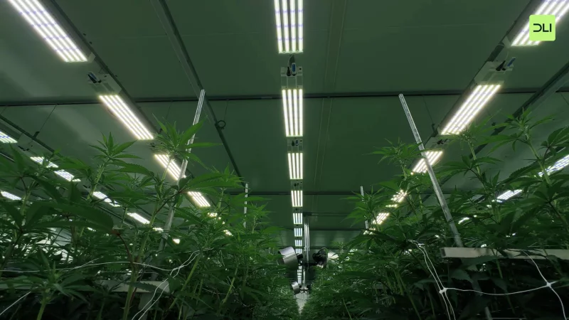 Growery
