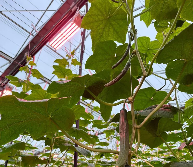 WEB_Drenthe-Growers_01