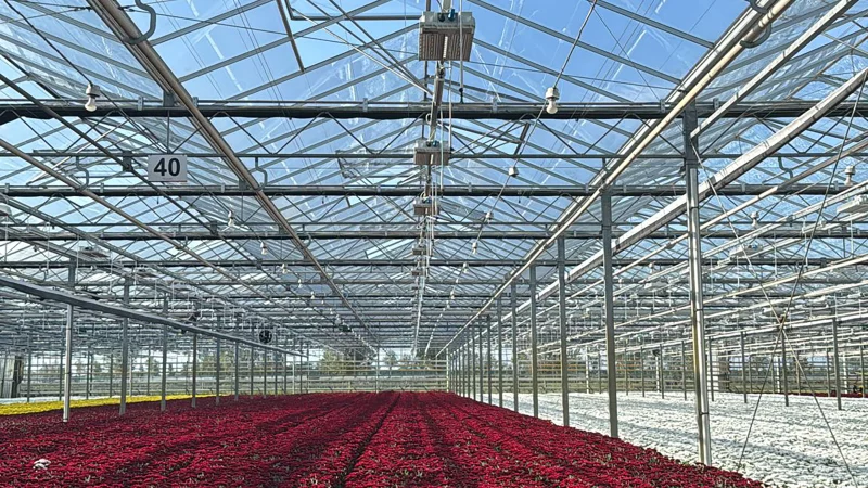 infinity_chrysanten_03jpg