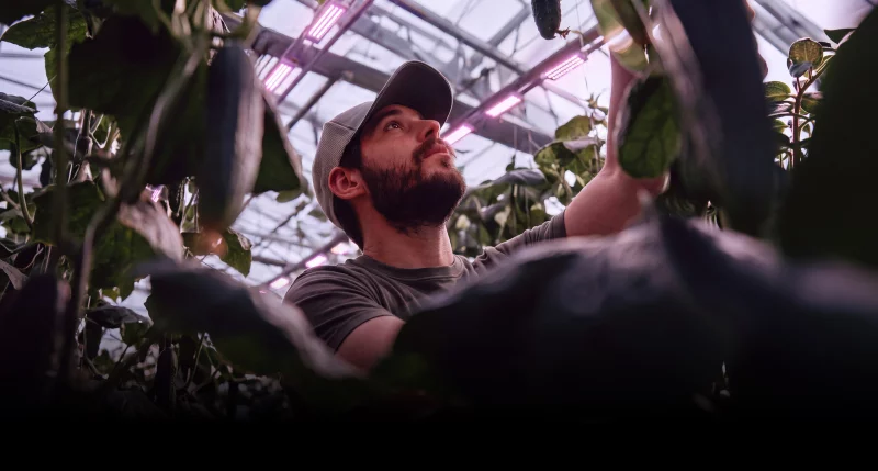 DLI_home_header_Greenhouse_cap